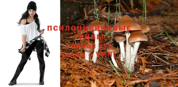 ПСИЛОЦИБИНОВЫЕ ГРИБЫ Алексин